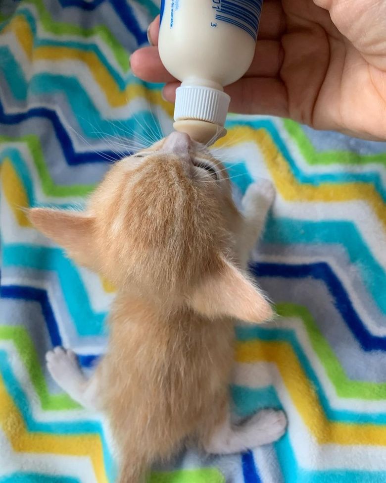 Illustration de l'article : Des bénévoles à la rescousse d’une jeune chatte affaiblie et de ses 2 portées de chatons affamés